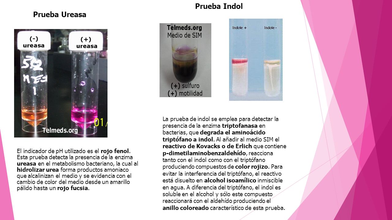 Test de ureasa positivo Test de ureasa positivo